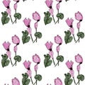 Endless pattern of cyclamen pink flowers green leaves. Hand drawn vector illustration object isolated